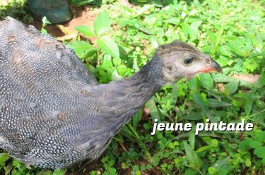 pintade jeune
