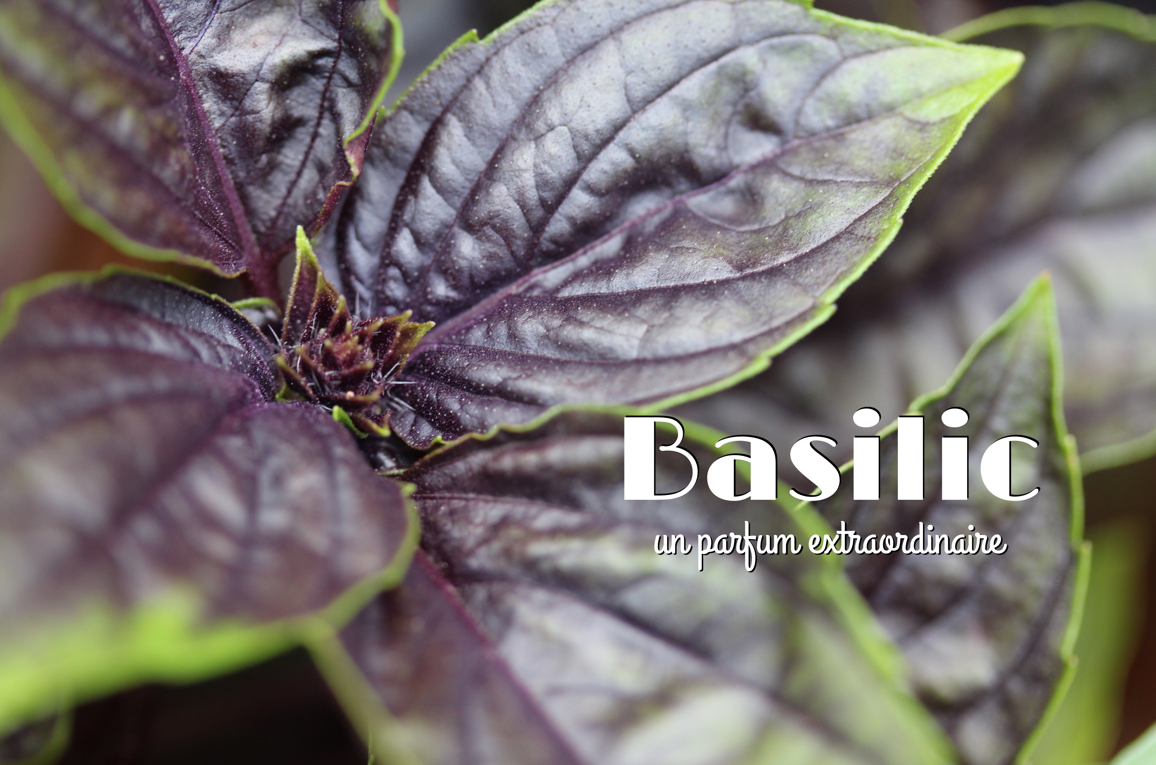 Basilic