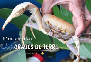 choisir les crabes de terre guadeloupe