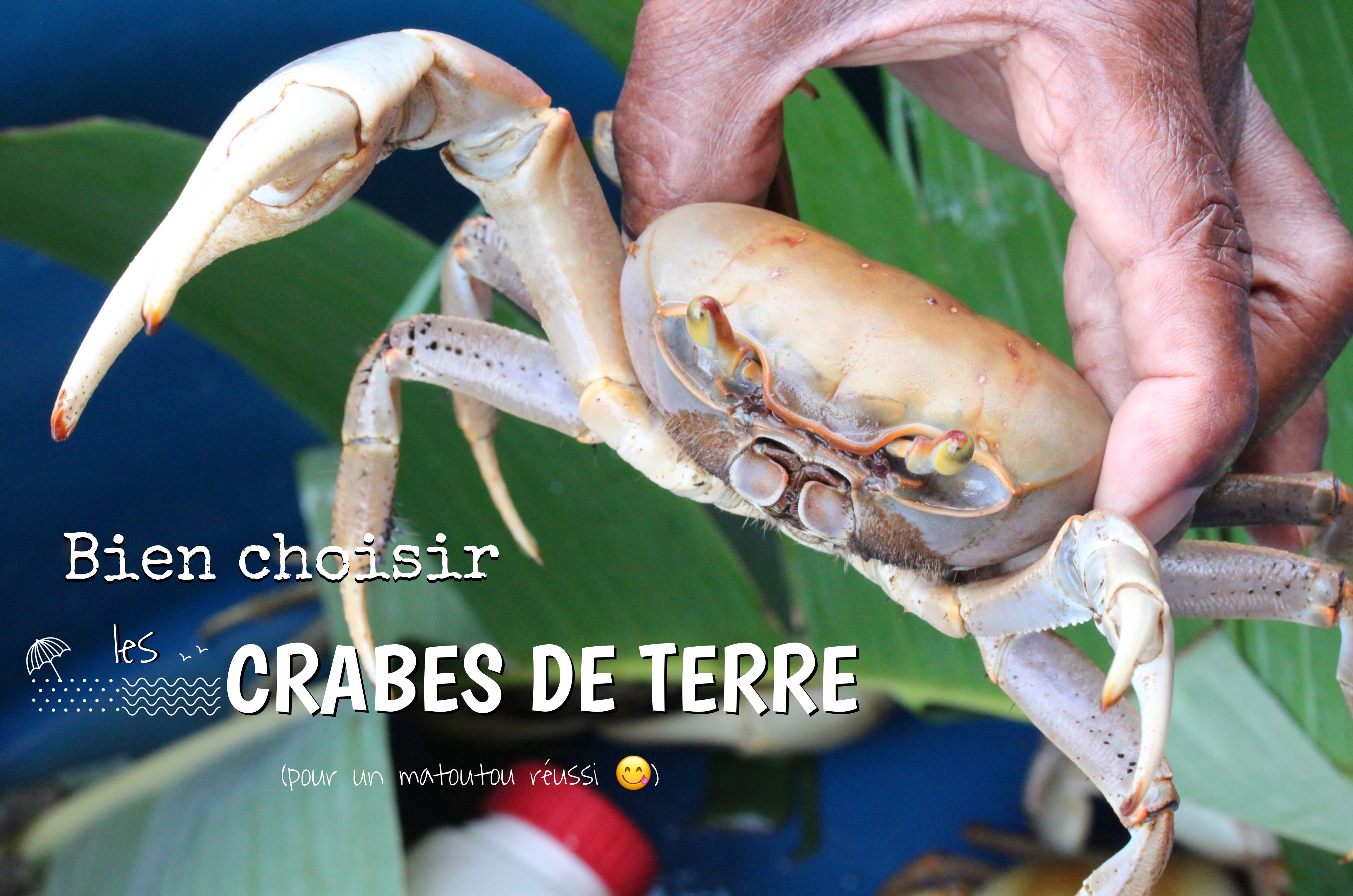 choisir les crabes de terre guadeloupe