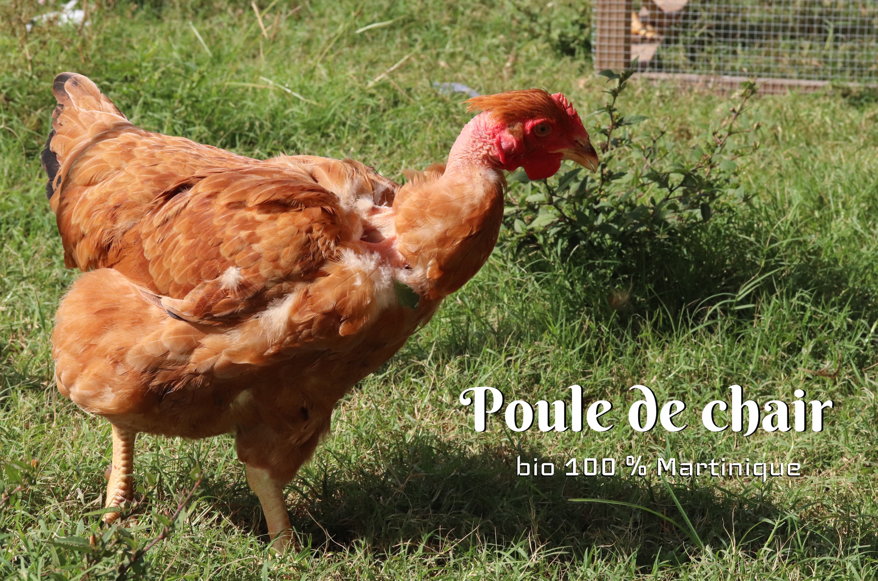 poule bio Martinique