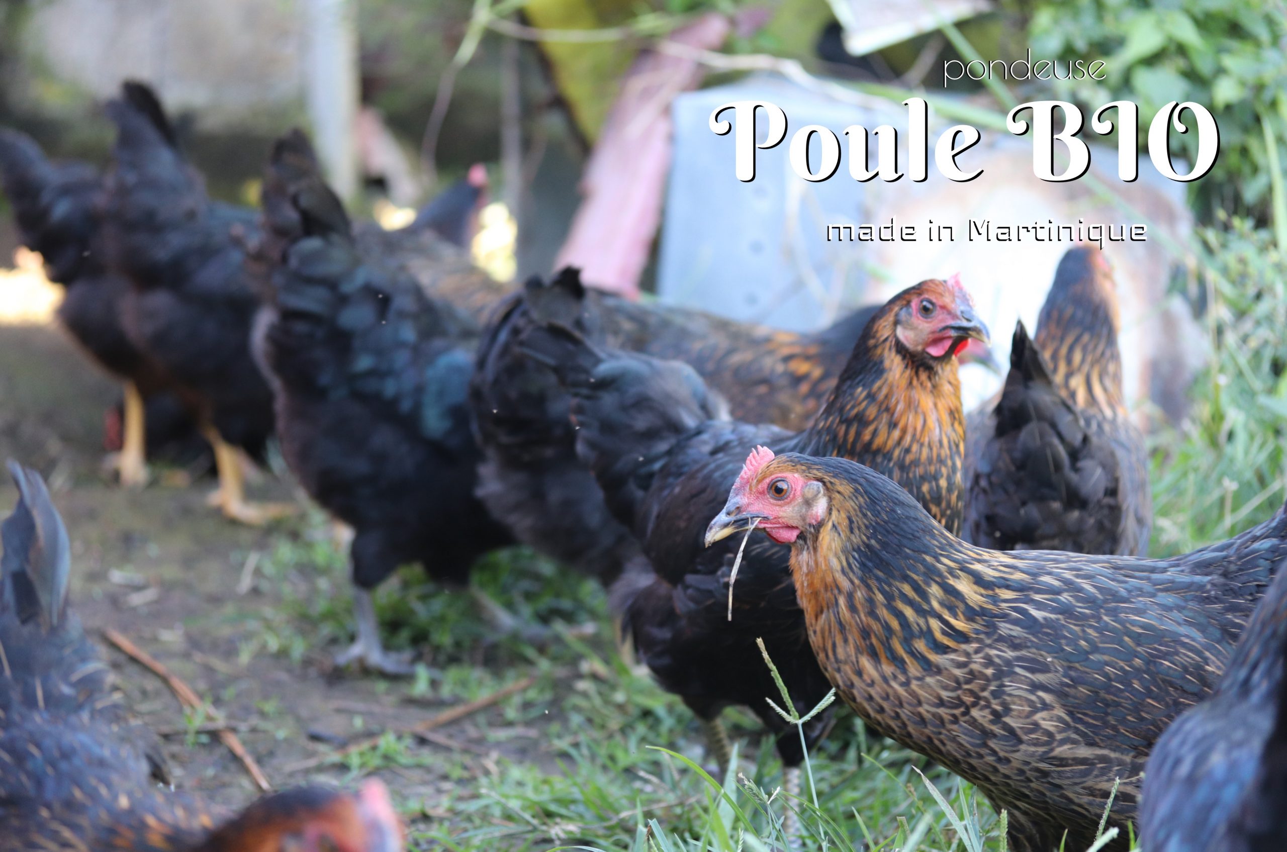 poule bio Martinique