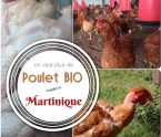poulet bio Martinique