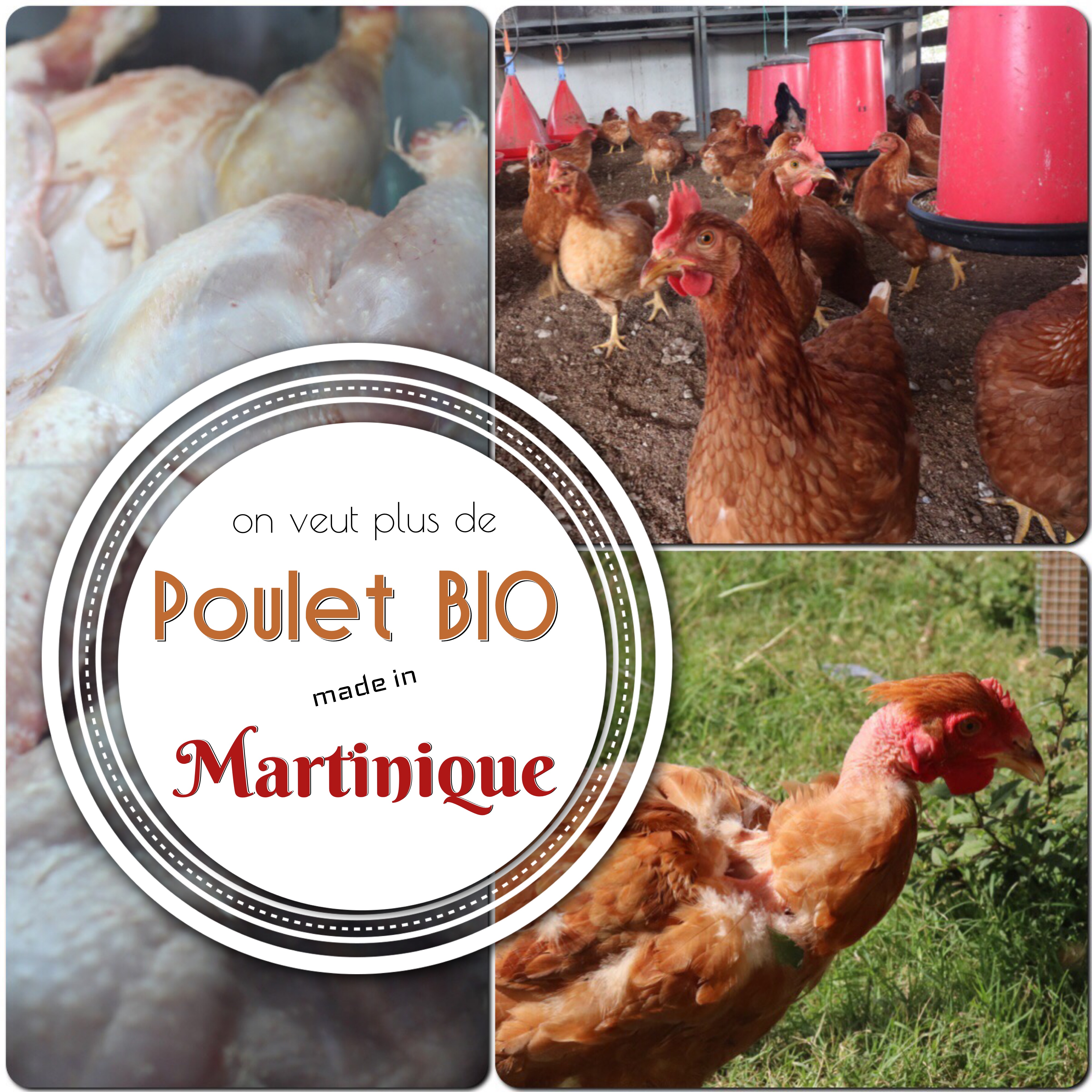 C'est quoi un poulet biologique?