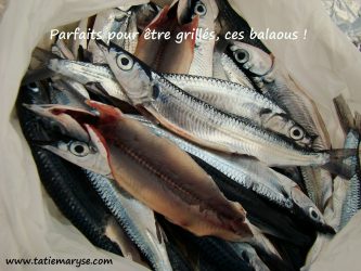 balaou Martinique West Indian Balao halfbeak fish