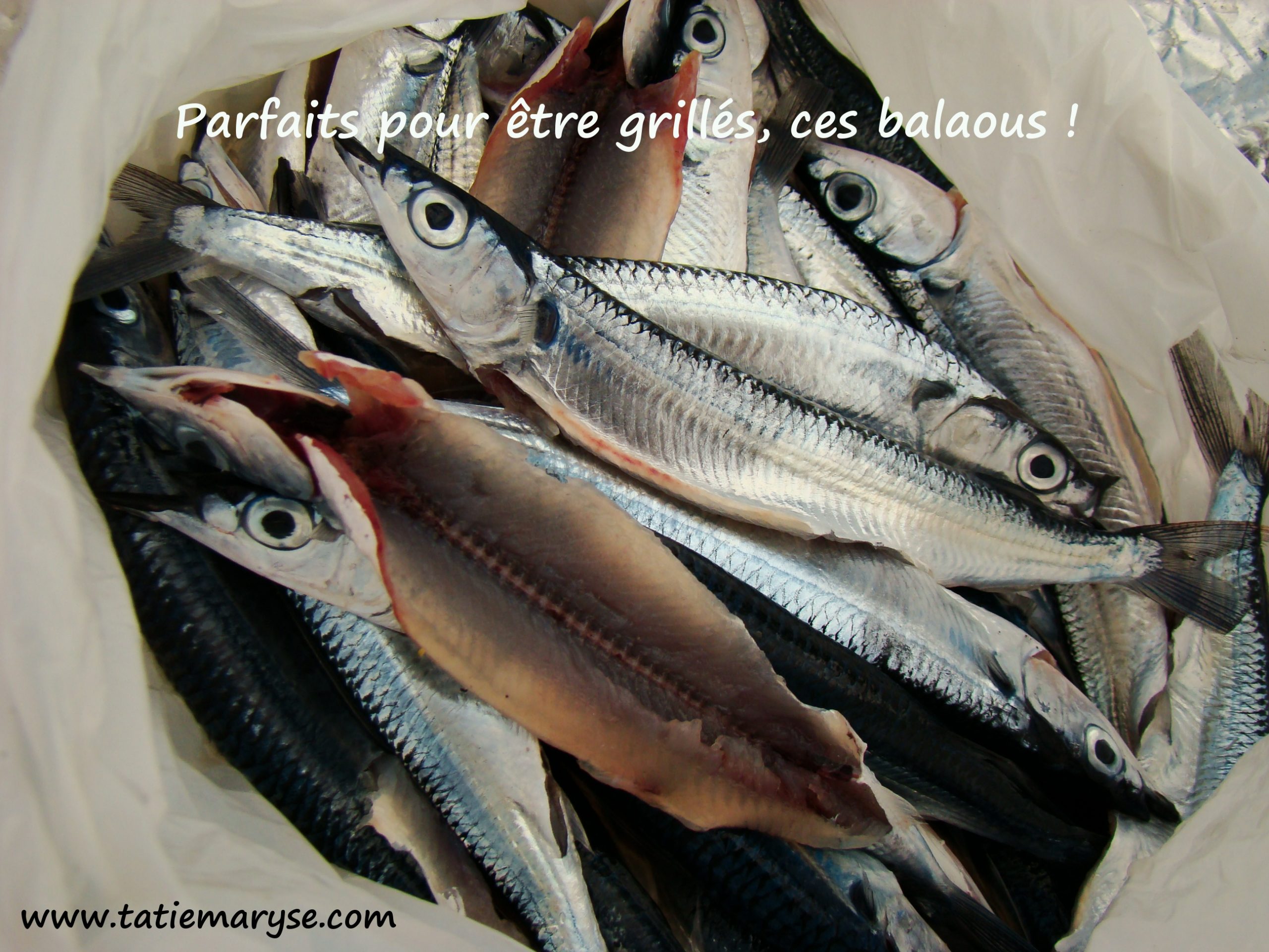 poisson gras antillais balaou Martinique West Indian Balao halfbeak fish fatty oily fish