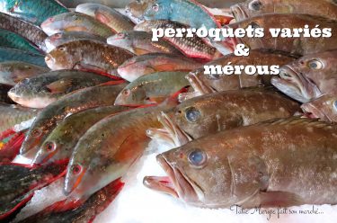 poissons perroquets et mérous Guadeloupe poissons antillais
