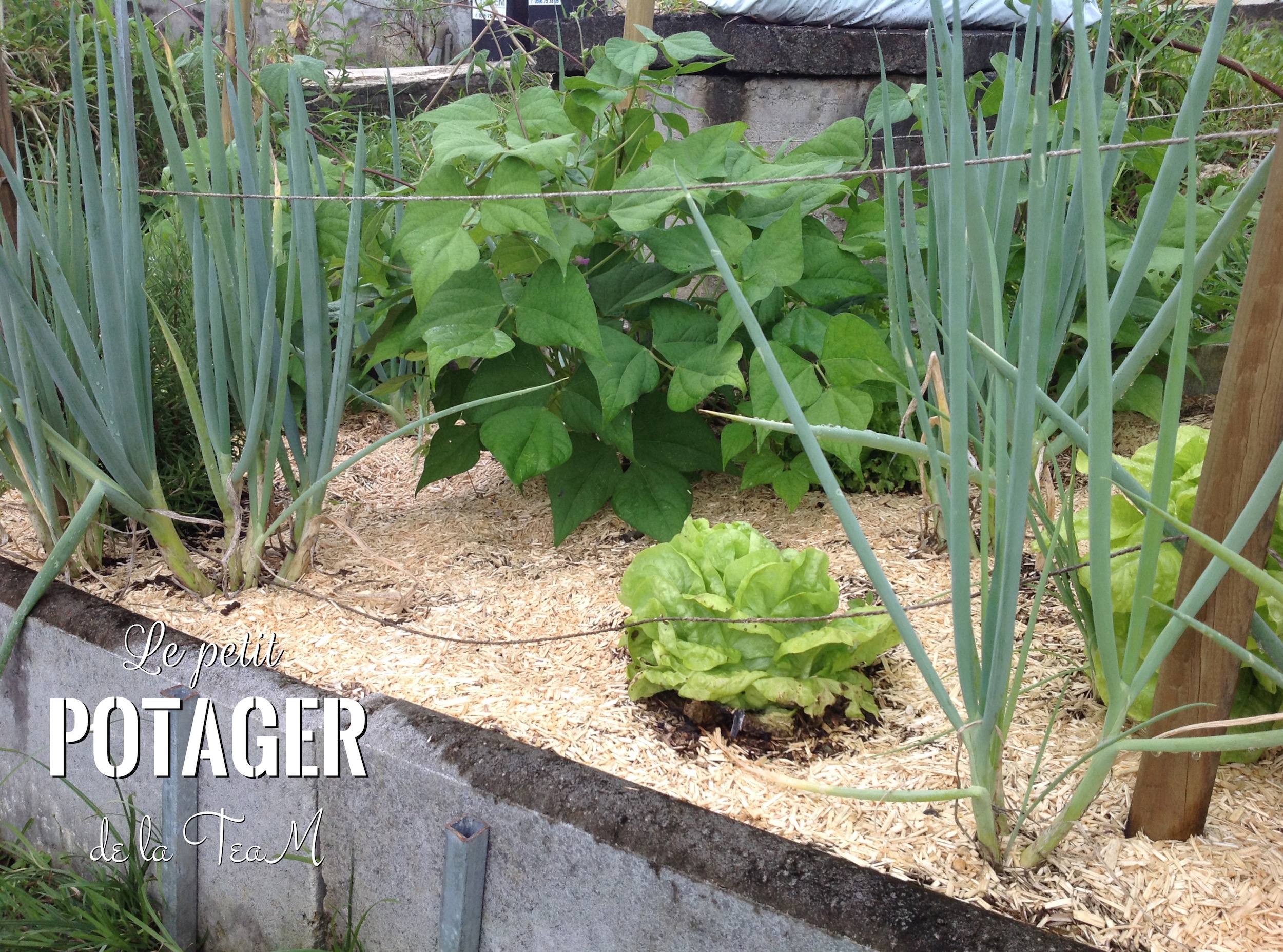 potager de la TeaM