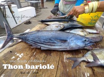 thon bariolé Martinique listao thon rélé poissons antillais