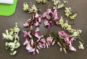 Beignets de fleurs de glycéria et moringa, façon tempura