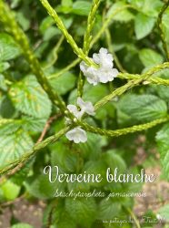 Verveine blanche ou Queue de rat Martinique