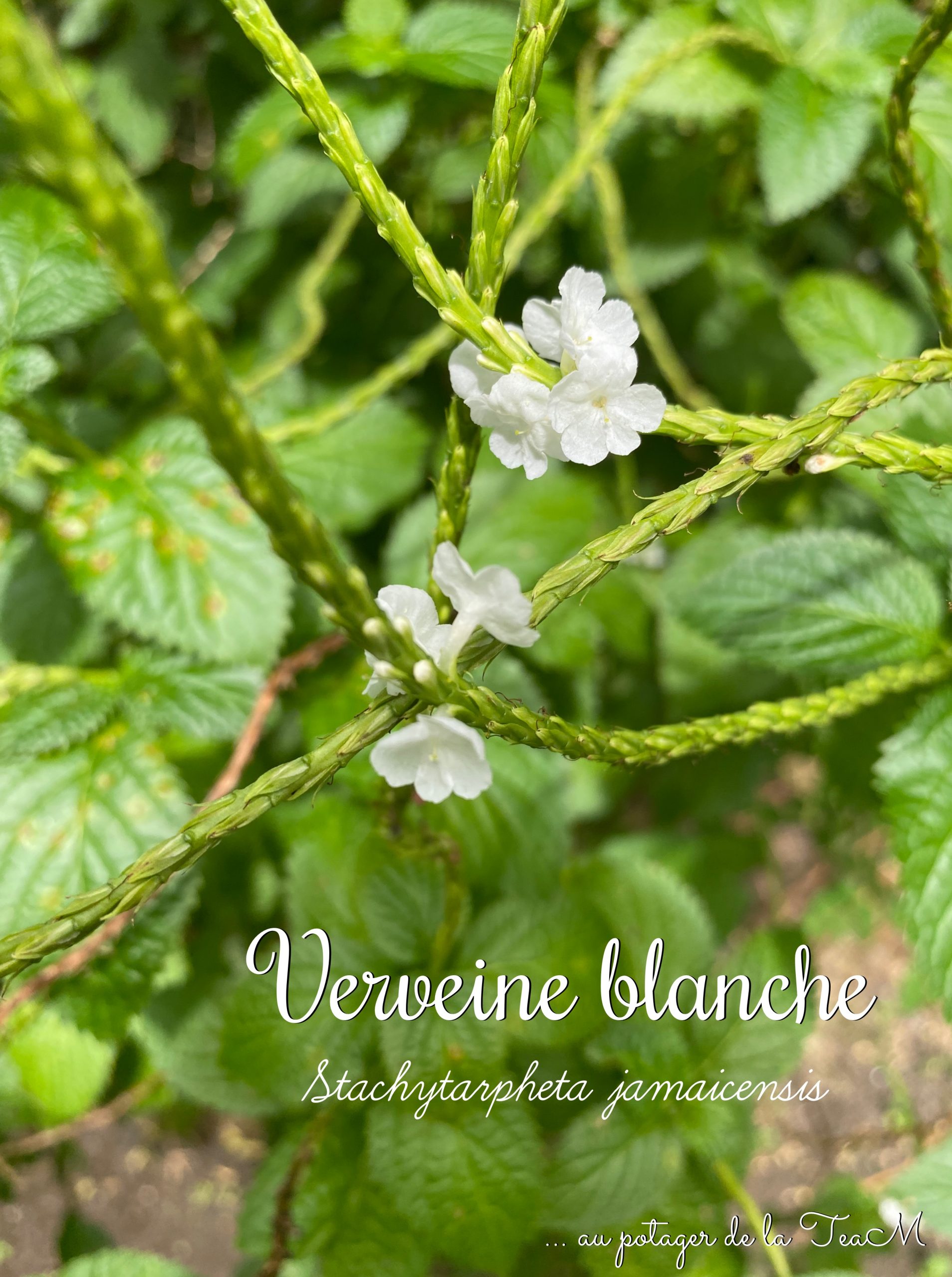 Verveine blanche ou Queue de rat Martinique