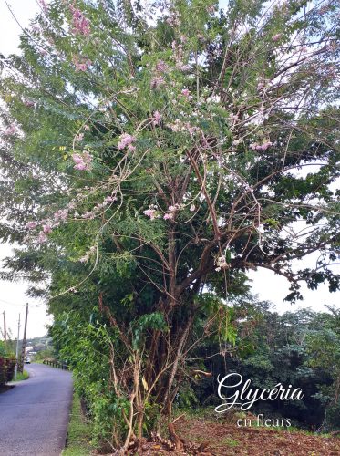 glycéria en fleurs