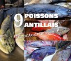 9 poissons antillais incontournables