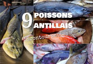 9 poissons antillais incontournables