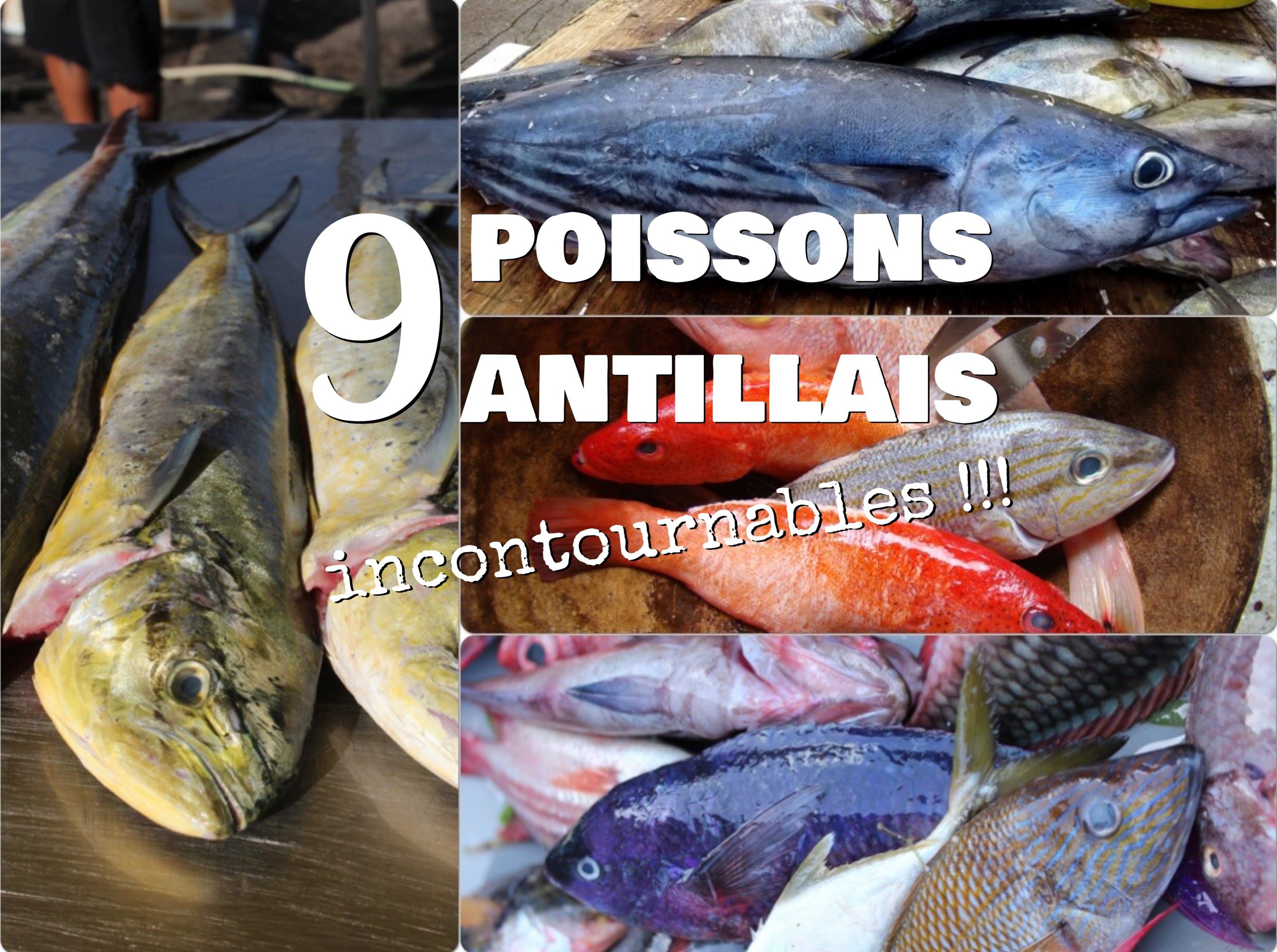 9 POISSONS INCONTOURNABLES des tables antillaises