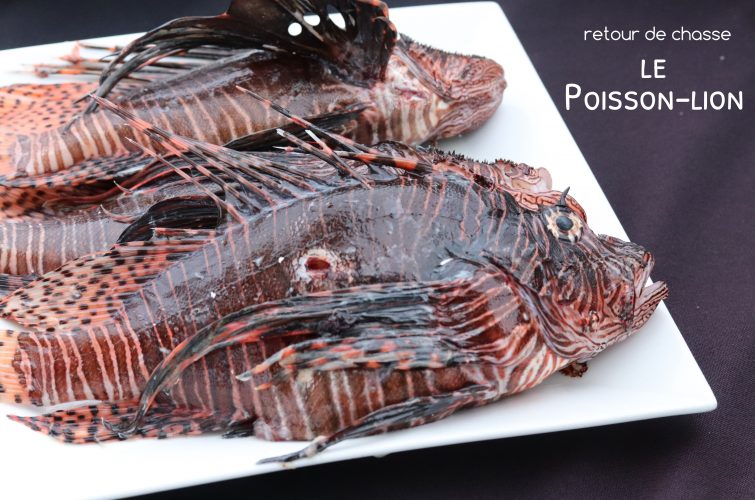 9 POISSONS INCONTOURNABLES des tables antillaises