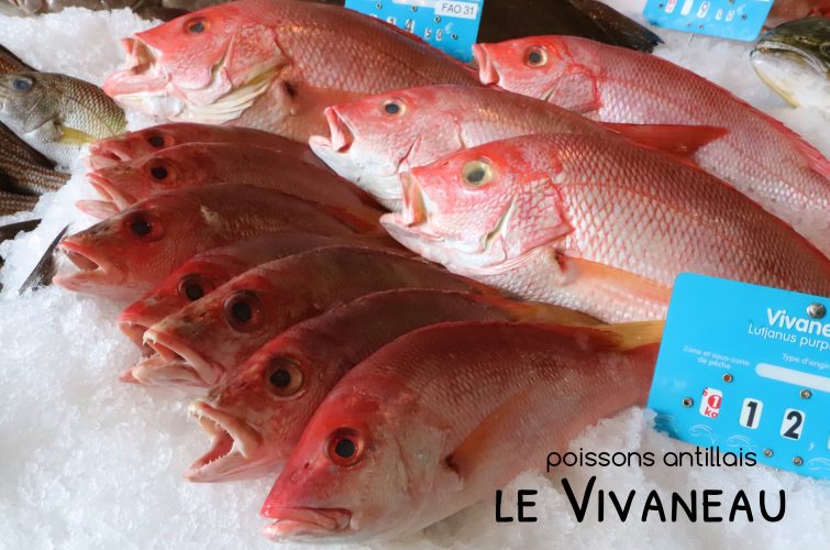 vivaneau poissons antillais