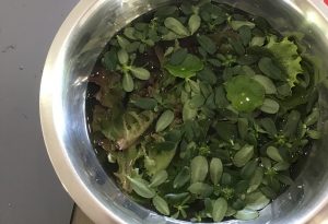 salade verte antillaise pourpier véronique herbe couresse