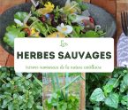 les herbes sauvages antillaise