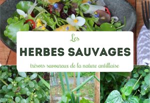 les herbes sauvages antillaise