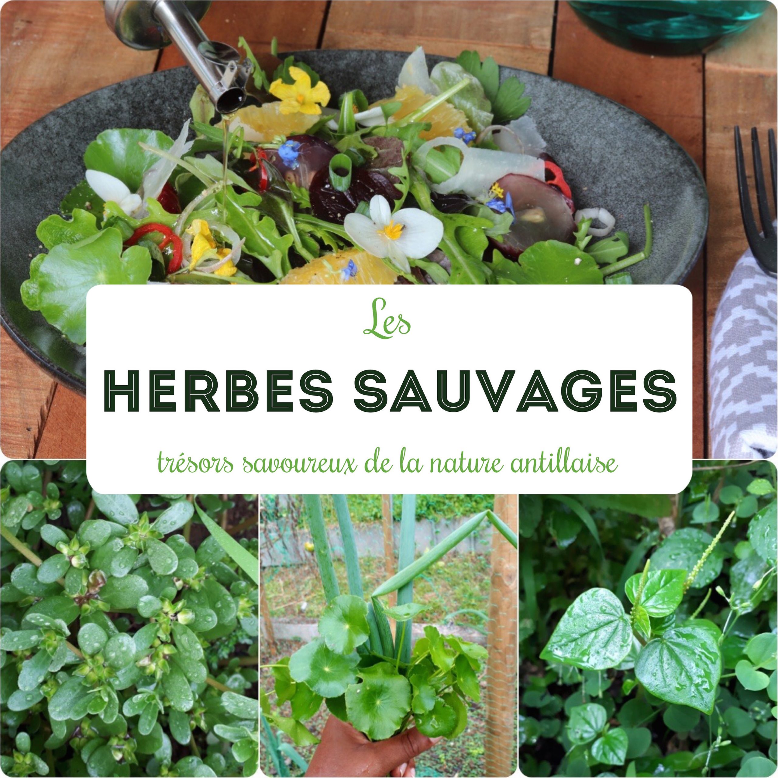 les herbes sauvages antillaise