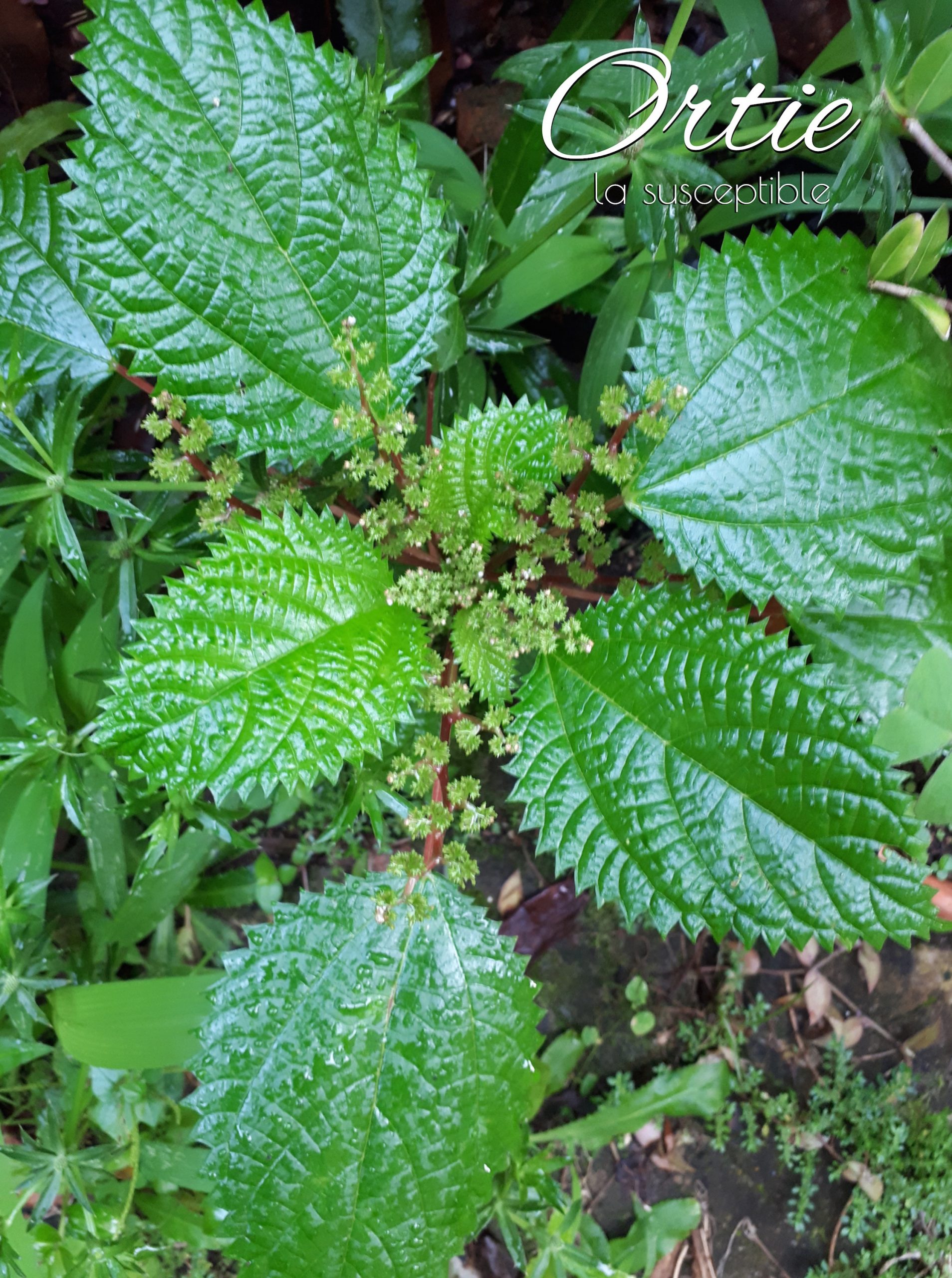 ortie herbes sauvages