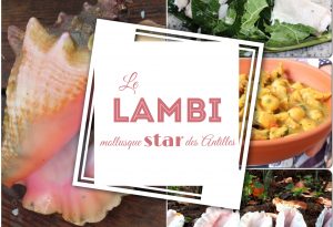 lambi mollusque star des antilles