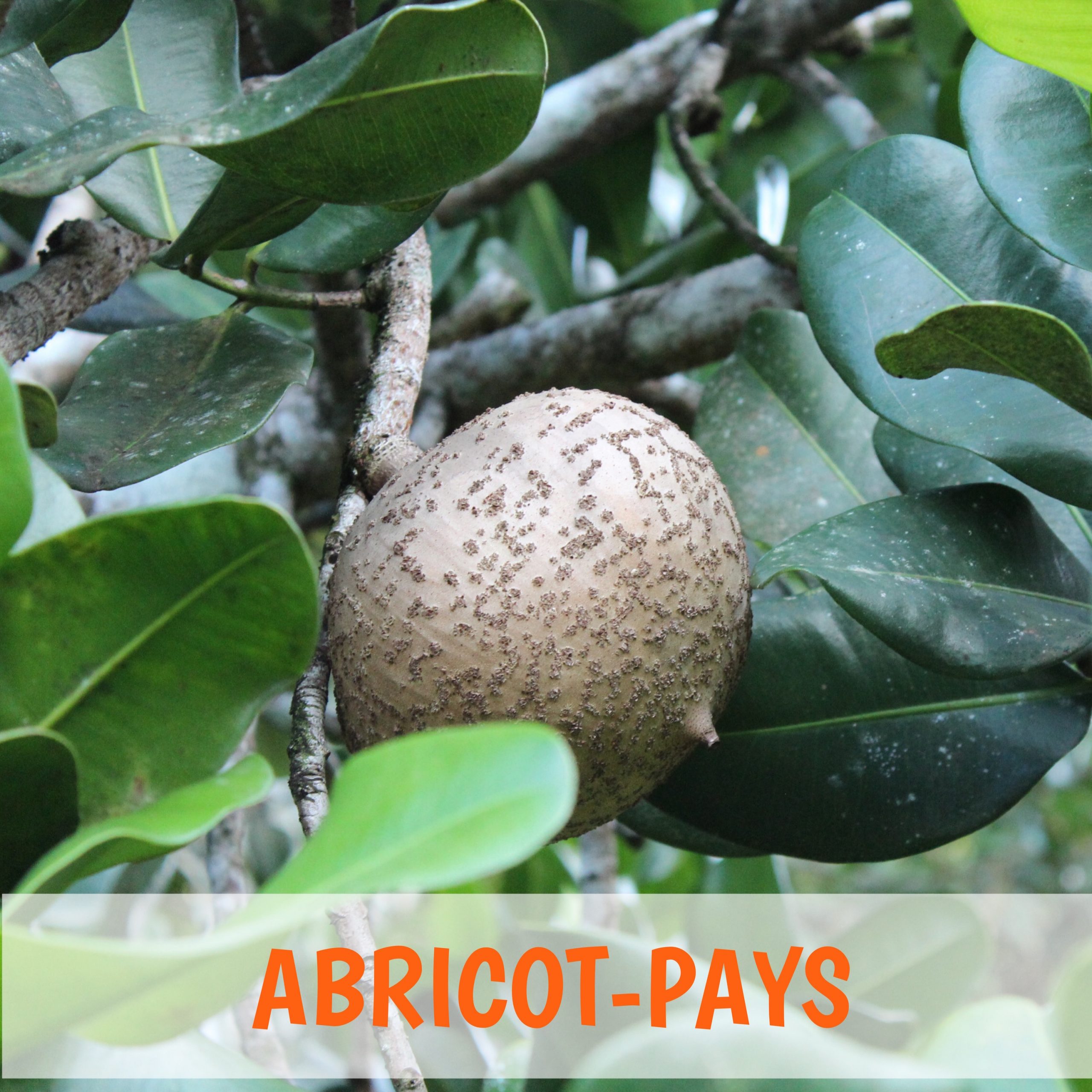 abricotpays Martinique