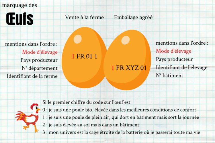 l-oeuf-de-a-z-conservation-int-r-t-nutritionnels-vous-saurez-tout