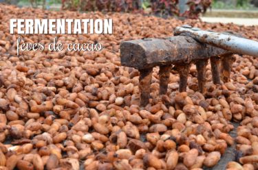 fermentation fèves de cacao